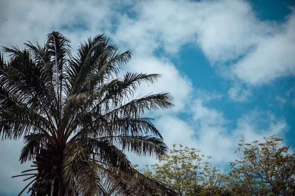 Прекрасний Вид Пальму Блакитне Небо — стокове фото