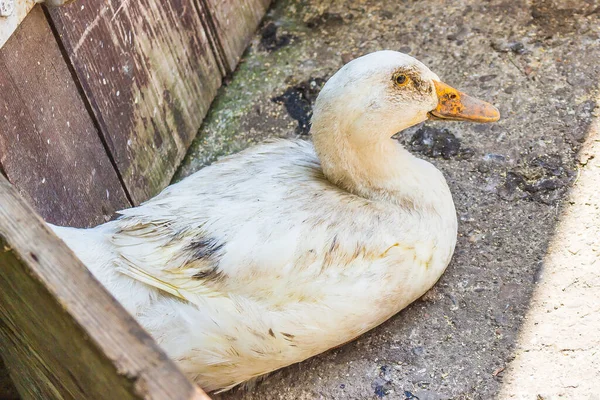 American Pekin Domestic White Goose Farmland Looking Camera Side Eye — Stock Photo, Image