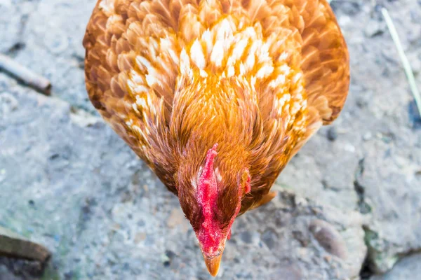 Selective Focus Shot Orange Chicken — Stock Photo, Image