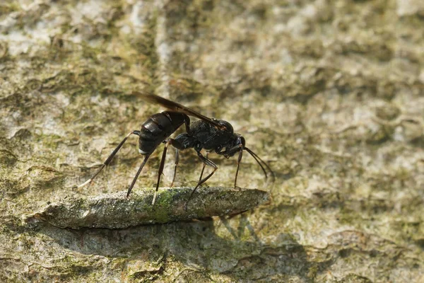 Close Nippocryptus Vittatorius Uma Superfície Rochosa Sob Sol — Fotografia de Stock