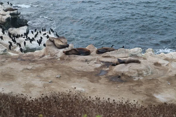 Las Focas Pelícanos Descansando Acantilado Las Cuevas Marinas Jolla California — Foto de Stock