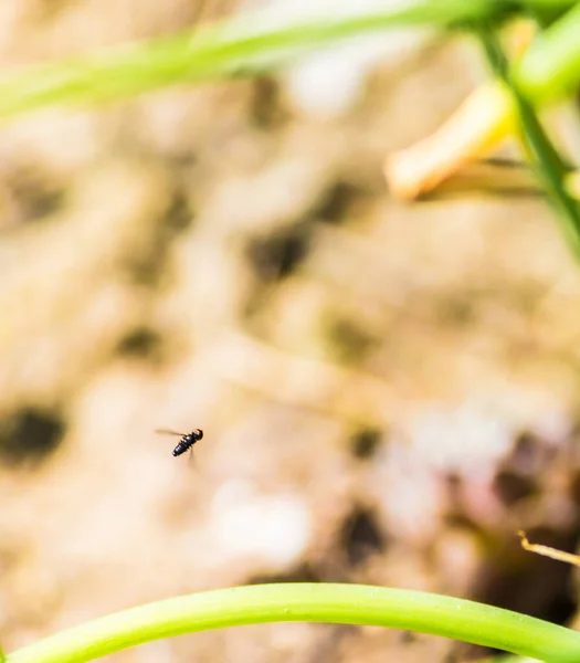 Closeup Shot Bee Buzzing Tree — Stock Photo, Image