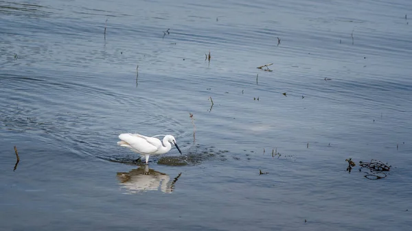 Μια Όμορφη Θέα Ενός Λευκού Egret Στη Λίμνη Στο Πάρκο — Φωτογραφία Αρχείου
