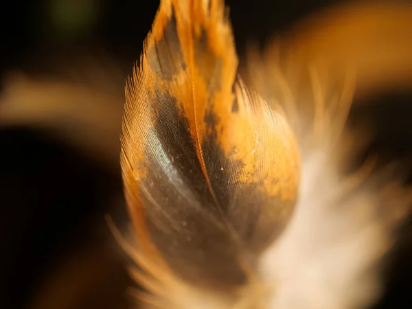 Closeup Shot Dreamcatcher Feather Texture — Stock Photo, Image