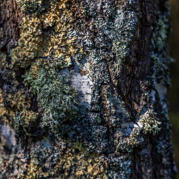 Вертикальный Снимок Ствола Дерева Покрытого Мхом — стоковое фото