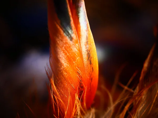 Closeup Shot Dreamcatcher Feather Texture — Stock Photo, Image