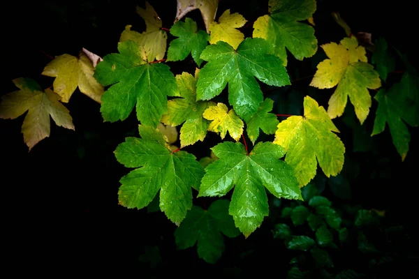 Detailní Záběr Zelených Žlutých Javorových Lístků Tmavém Pozadí — Stock fotografie