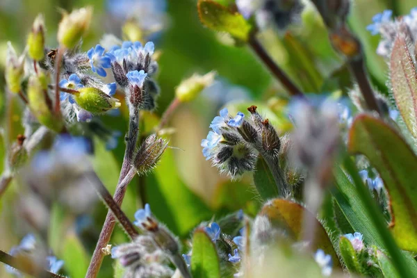 Close Botões Florescendo Myosotis Arvensis Campo Sob Luz Solar Com — Fotografia de Stock