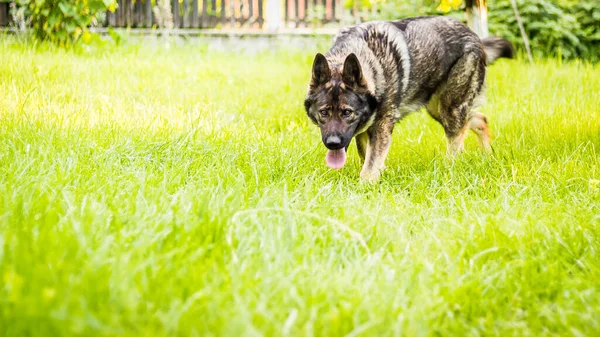 公園で舌を示すドイツの羊飼いの犬 — ストック写真