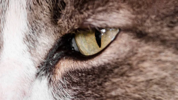 Closeup Shot Cat Green Eye — Stock Photo, Image