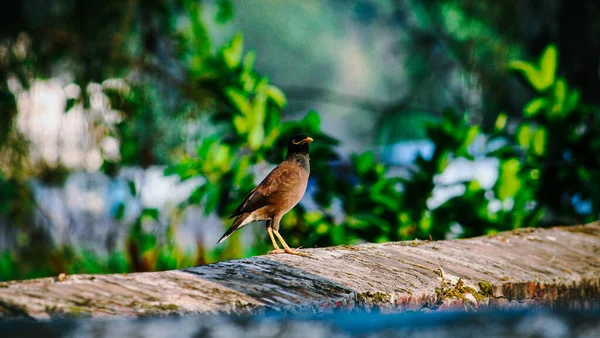 Ein Flacher Fokus Einer Gemeinen Myna Auf Verschwommenem Hintergrund Eines — Stockfoto