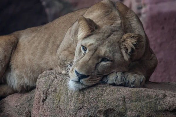 Closeup Vicious Majestic Lioness Laying Rocks Zoo — Stock Photo, Image