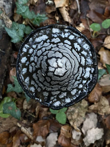 一种野生蘑菇 森林中头戴黑白相间的帽子 — 图库照片