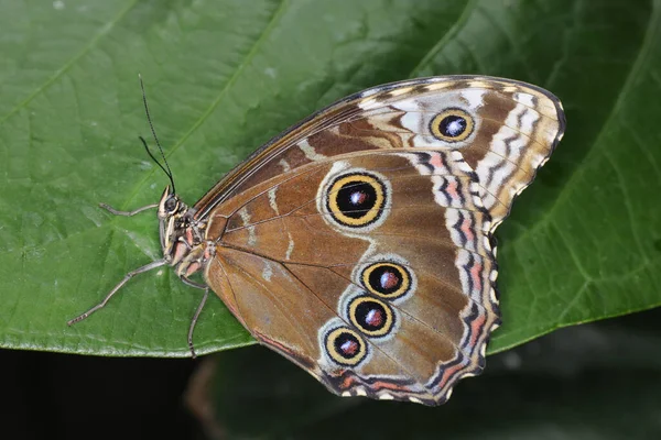 Primer Plano Una Hermosa Exótica Mariposa Sentada Sobre Las Hojas —  Fotos de Stock