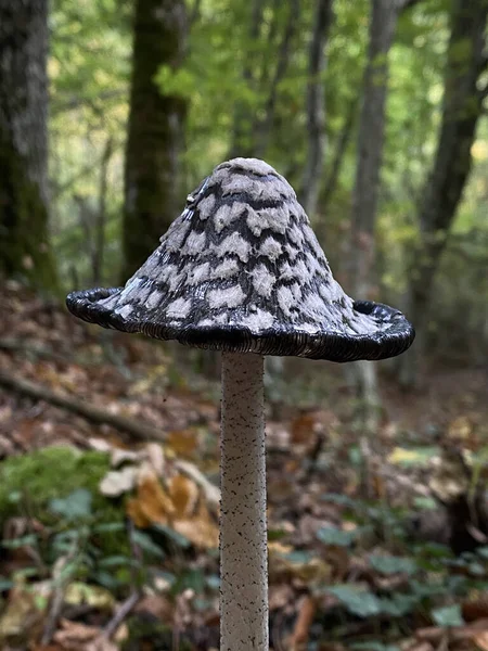 Ein Wilder Pilz Mit Schwarz Weißer Mütze Wald — Stockfoto