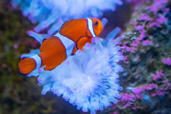 Primer Plano Hermoso Pez Payaso Nadando Pecera — Foto de Stock