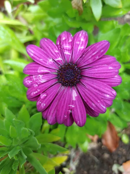 Eine Nahaufnahme Einer Lila Blume Die Auf Dem Feld Wächst — Stockfoto