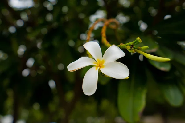 Ένα Κοντινό Πλάνο Ενός Λευκού Λουλουδιού Plumeria — Φωτογραφία Αρχείου