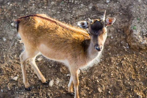 Une Belle Jolie Antilope Soleil Sur Les Montagnes Rocheuses — Photo