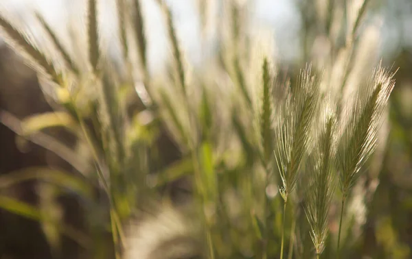 Enfoque Selectivo Cultivo Trigo Campo — Foto de Stock