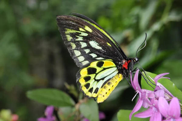 Une Mise Point Sélective Beau Papillon Exotique Assis Sur Les — Photo