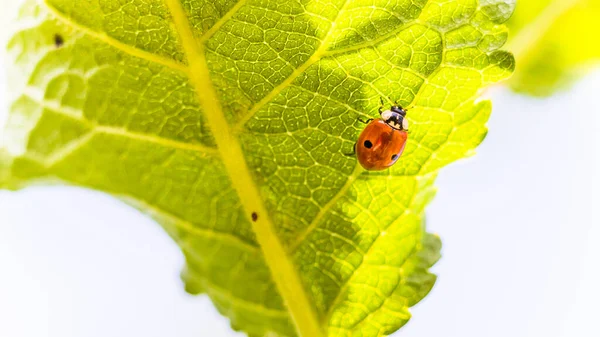 Gros Plan Une Coccinelle Sur Une Feuille Arbre Sur Fond — Photo