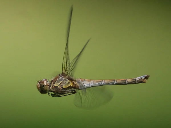 Macro Uma Bela Libélula Batendo Suas Asas Fundo Verde — Fotografia de Stock