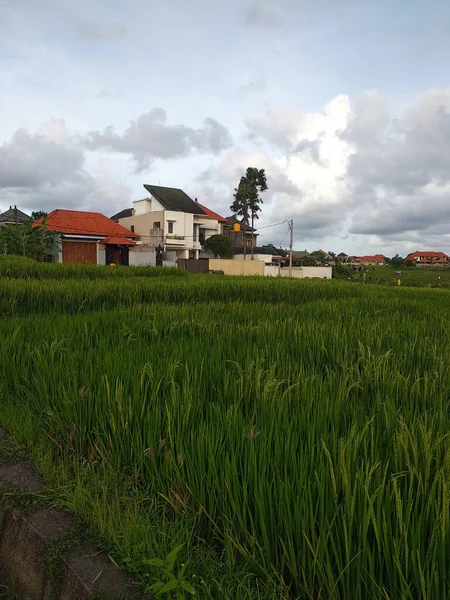 Vacker Bild Ett Fält Täckt Färskt Gräs Bakgrund Bostadshus — Stockfoto