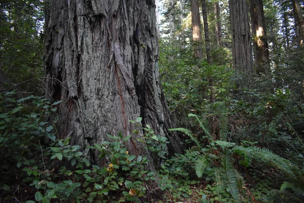 Kaliforniya Kasvetli Bir Günde Tropikal Bir Orman — Stok fotoğraf