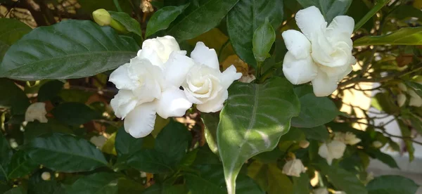 Ένα Κοντινό Πλάνο Από Όμορφα Ανθισμένα Λευκά Λουλούδια Στον Κήπο — Φωτογραφία Αρχείου