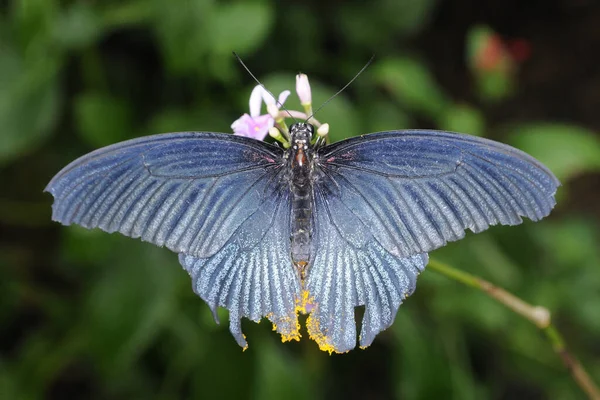 Çiçeklerin Üzerinde Güzel Egzotik Bir Kelebeğin Yüksek Açılı Görüntüsü — Stok fotoğraf