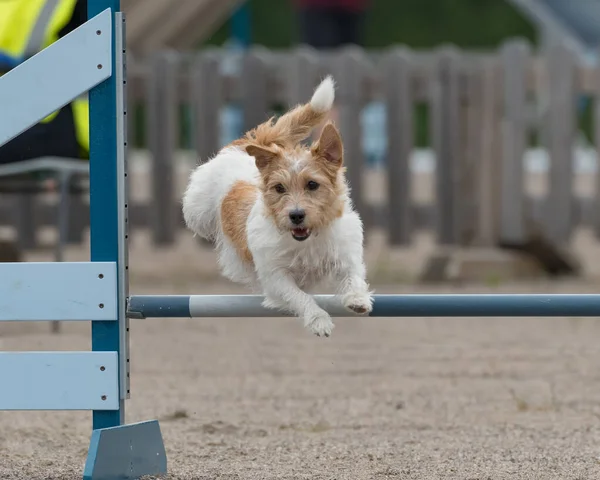 Brown Jack Russell Terrier Dog Training Jumping Agility Hurdle — Stock Photo, Image