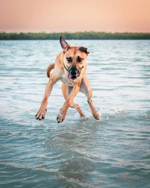 Vertical Shot Carolina Dog Running River Beautiful Sunset Background — Stock Photo, Image