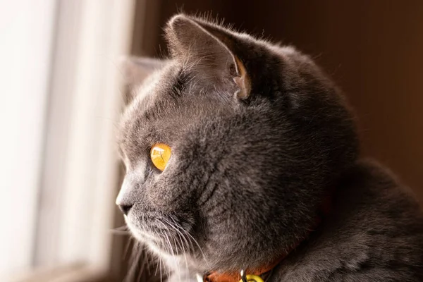 一只灰色的胖胖的猫从窗户往外看的特写镜头 — 图库照片