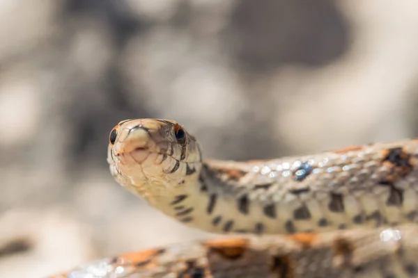 Detailní Makro Snímek Obličeje Dospělého Leopardího Hada Nebo Evropské Krysy — Stock fotografie