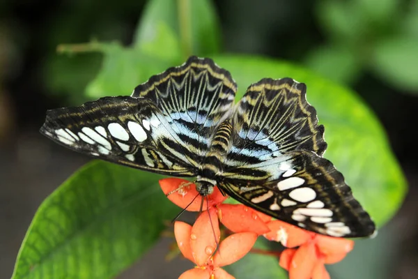 Tiro Ângulo Alto Uma Borboleta Exótica Bonita Nas Flores — Fotografia de Stock