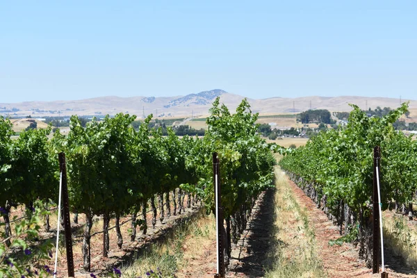 Una Bella Foto Vigneto Una Giornata Sole Livermore California — Foto Stock