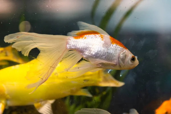Närbild Goldfish Ett Akvarium — Stockfoto