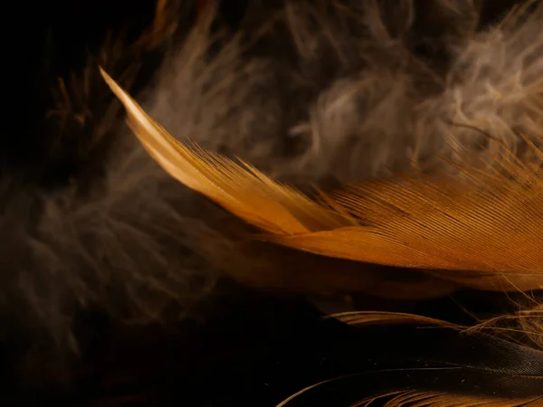 Closeup Shot Dreamcatcher Feather Texture — Stock Photo, Image