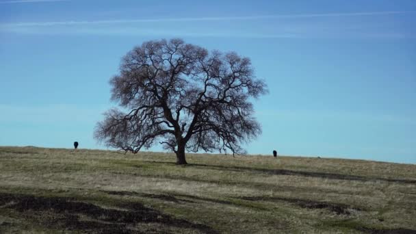 Красивый Пейзаж Деревом Полем — стоковое видео