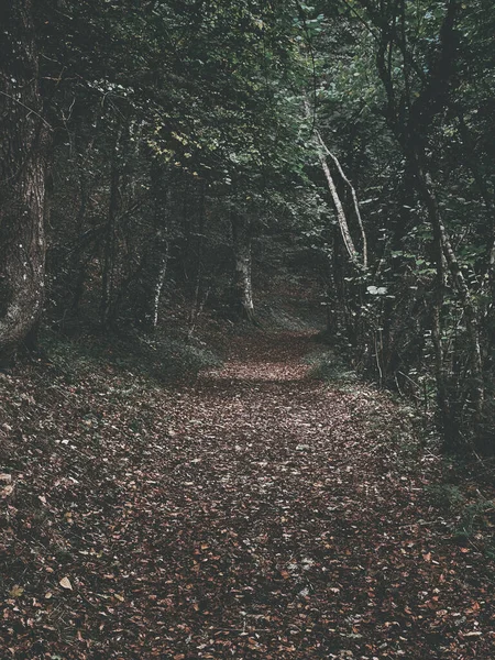 Вертикальний Знімок Вузького Шляху Через Осінній Ліс — стокове фото