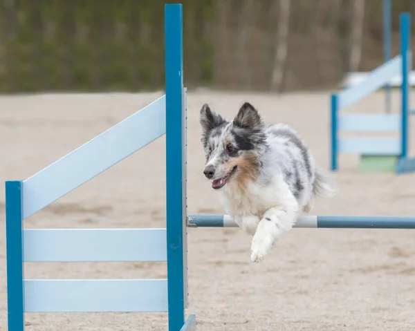 Formation Shetland Sheepdog Sauter Par Dessus Obstacle Agilité — Photo