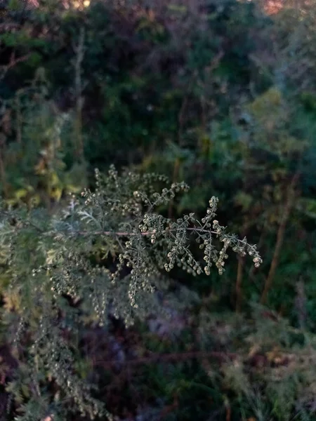 Vertical Shot Tree Flowers Forest Blurred Background — Stock Photo, Image