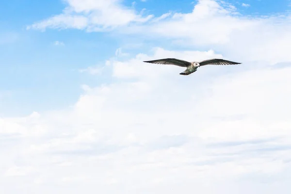 Majestic Owl Flying Cloudy Sky — Stock Photo, Image