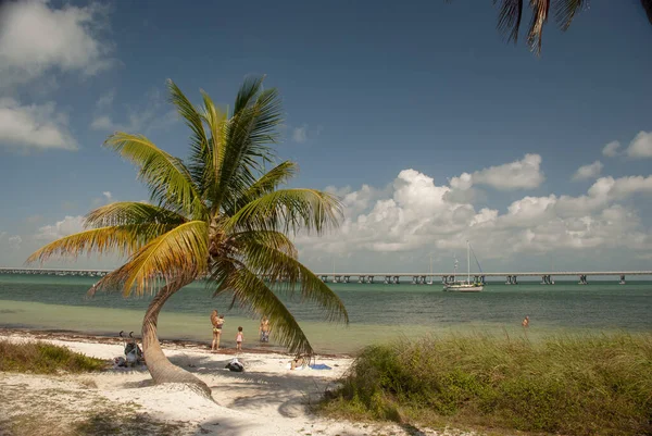 米国フロリダ キーズ2011年4月4日 フロリダ キーズのビーチにヤシの木がある熱帯の風景 アメリカ — ストック写真