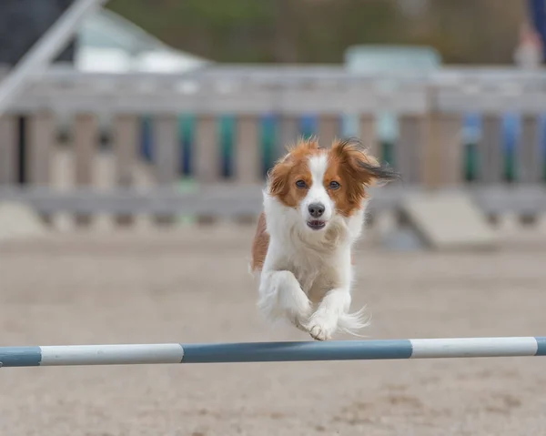 Hnědý Kooikerhondje Pes Trénink Skákání Přes Agility Překážku — Stock fotografie