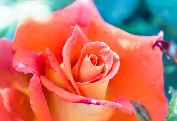 Zbliżenie Ujęcie Pięknej Pomarańczowej Hybrydowej Herbaty Róża Rozmytym Niebieskim Tle — Zdjęcie stockowe