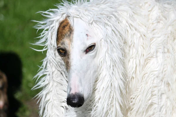 Közelkép Egy Gyönyörű Bolyhos Kutyáról Aki Fűvel Borított Réten Játszik — Stock Fotó