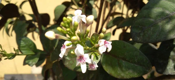 Closeup Beautifully Blossomed White Flowers Garden — Stock Photo, Image