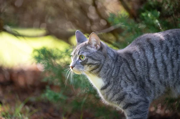 Eine Nahaufnahme Einer Entzückenden Grauen Katze Die Einem Feld Sonnenlicht — Stockfoto